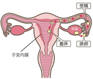 子宮内膜