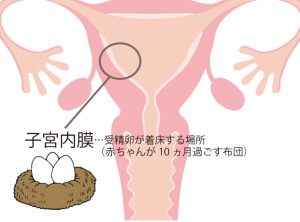鍼灸による子宮環境改善